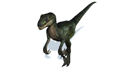 Fototapeta premium velociraptor dinosaurs - isolated on white background