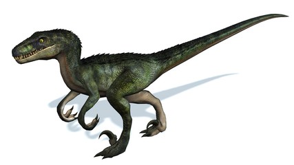 velociraptor dinosaurs - isolated on white background