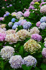 Hydrangea flower (Hydrangea macrophylla) in a garden