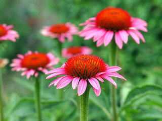 Echinacea purpurea
