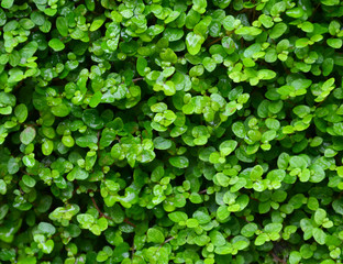 Green plant background