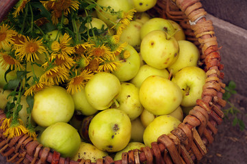 Ripe summer apples in a wattled basket.