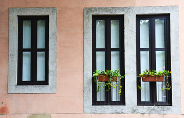 Old windows with flower pots