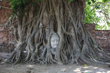 アユタヤの仏頭