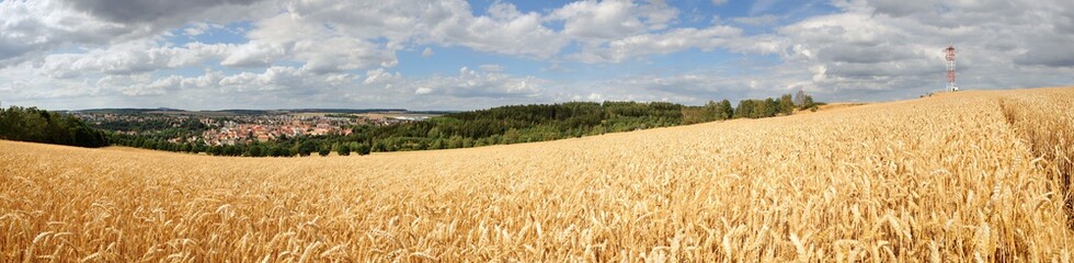 Panorama cornfield