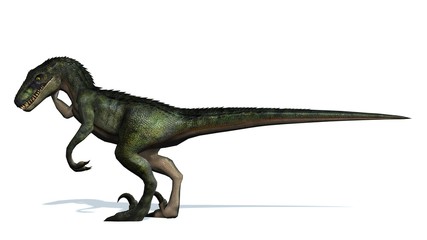 velociraptor dinosaurs - isolated on white background