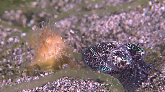 Hairy Frogfish with a Bobtail squid. The size of this Frogfish is less than 3 cm. Antennariidae, Antennarius striatus