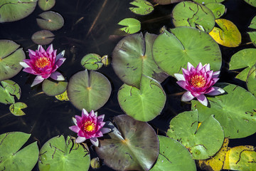 Water lily, lotus flowers in  pond