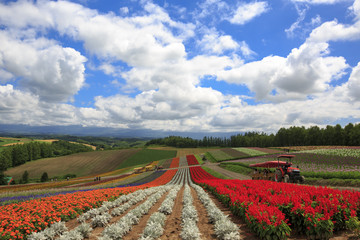 Fototapeta na wymiar 北海道の花の丘