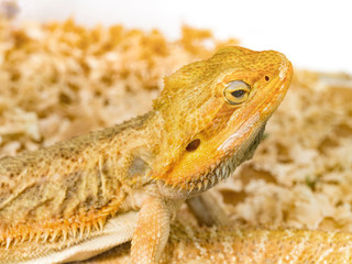 lizard head showing details of eye