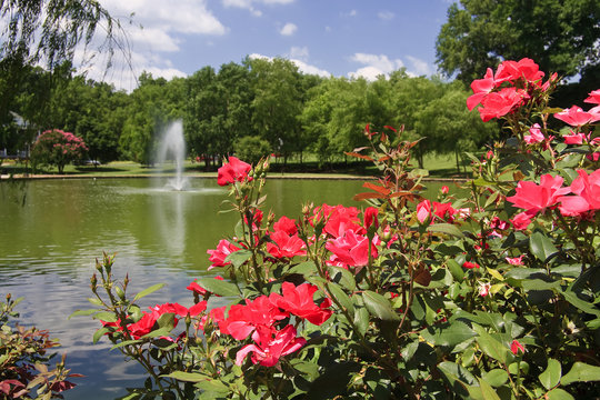 Freedom Park Fountain in the Summer with Roses in the Foreground