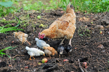 Mother hen with chickens