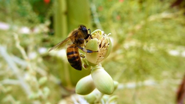 Une abeille butinant sur une fleur
