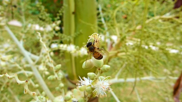 Une abeille butinant sur une fleur