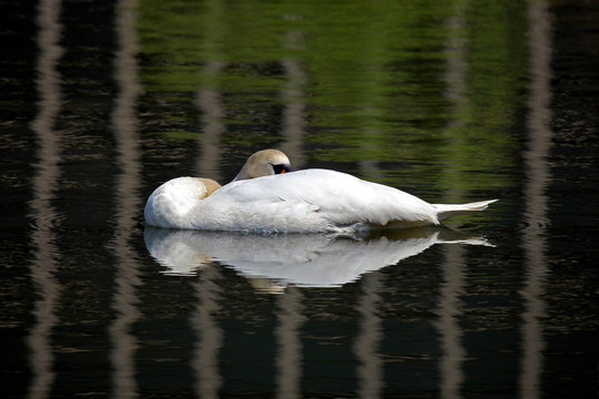 Swan on lake, resting on a sunny day
