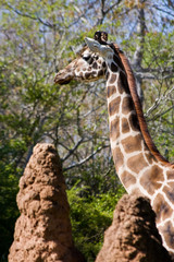 Giraffe Head and Neck
