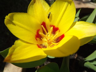 Tulipano giallo con insettino ospite
