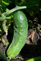 fresh cucumber on bush