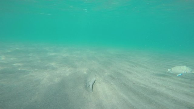 peces del mar mediterraneo