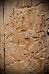 traces of bark beetle