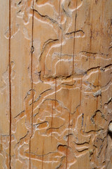 traces of bark beetle