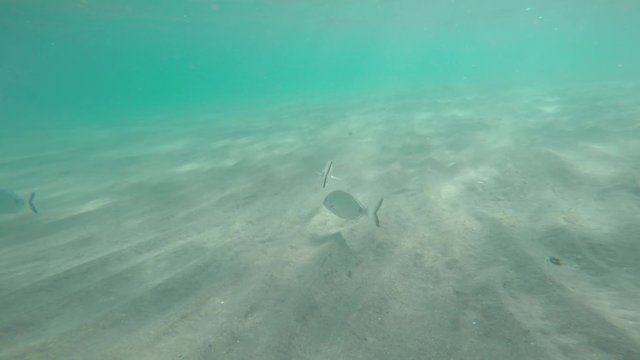 peces del mar mediterraneo