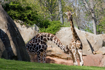 Naklejka premium Giraffes at a Zoo