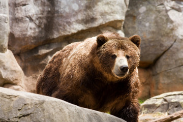 Grizzly Bear