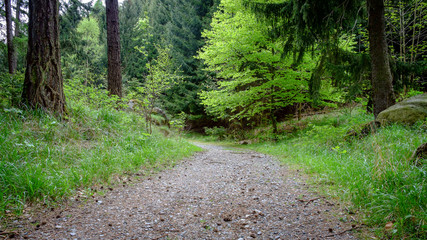 Der Weg durch den Wald