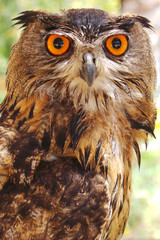 Owl portrait with big orange eyes - Bubo virginianus subarcticus.