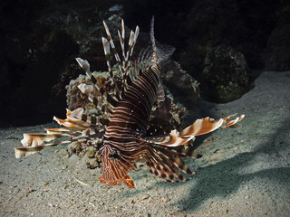 Common lionfish, Rotfeuerfisch (Pterois volitans)