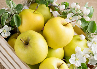 Still life with apples and twig of apple tree in wooden box