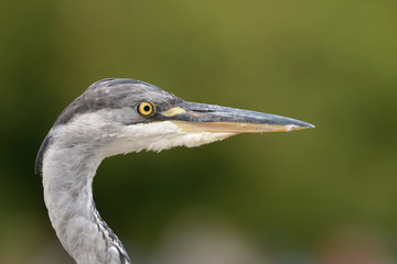 Grey Heron - Portrait