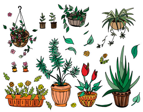 Pot plants set, hand-drawn design elements.