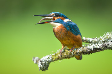 Kingfisher swallowing Fish
