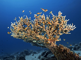 Fototapeta na wymiar Staghorn Coral, Hirschgeweih Koralle (Acropora cervicornis)