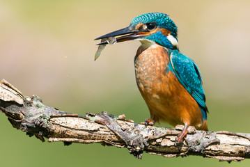 Kingfisher with Fish