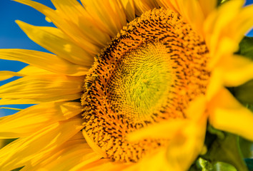 closeup of a bee pollinating sunflower
