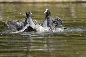 Eurasian Coot, Coot, Fulica atra