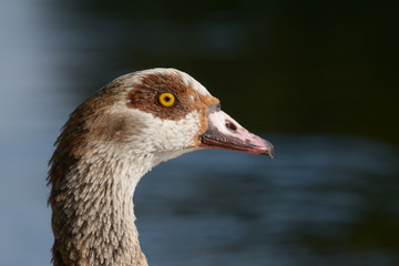Egyptian Goose - Portrait