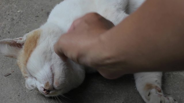 hand stroking the cat under its neck on the ground