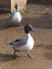 Fototapeta premium bird duck