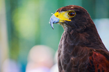 falcon