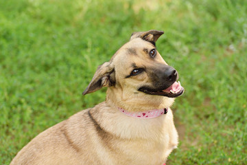 Happy dog closeup portrait