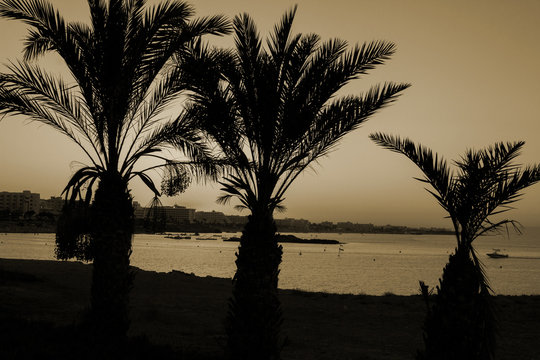 Кипр. Протарас. Вид пальмы и моря на закате солнца.