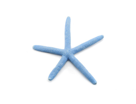 Blue starfish on white