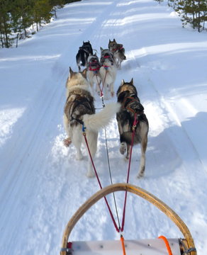 Huskies ziehen Hundeschlitten in verschneiter Landschaft