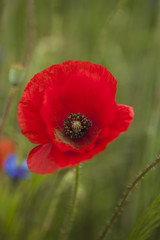 Fototapeta premium Red poppy (Papaver rhoeas) in a summer time meadow.
