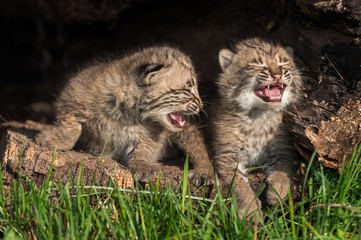 Fototapeta na wymiar Baby Bobcat Kittens (Lynx rufus) Cry in Hollow Log