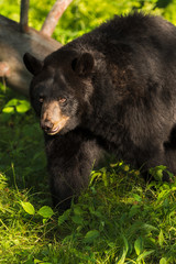 Adult Female Black Bear (Ursus americanus) Walks Left